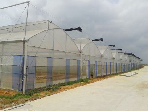連棟薄膜溫室